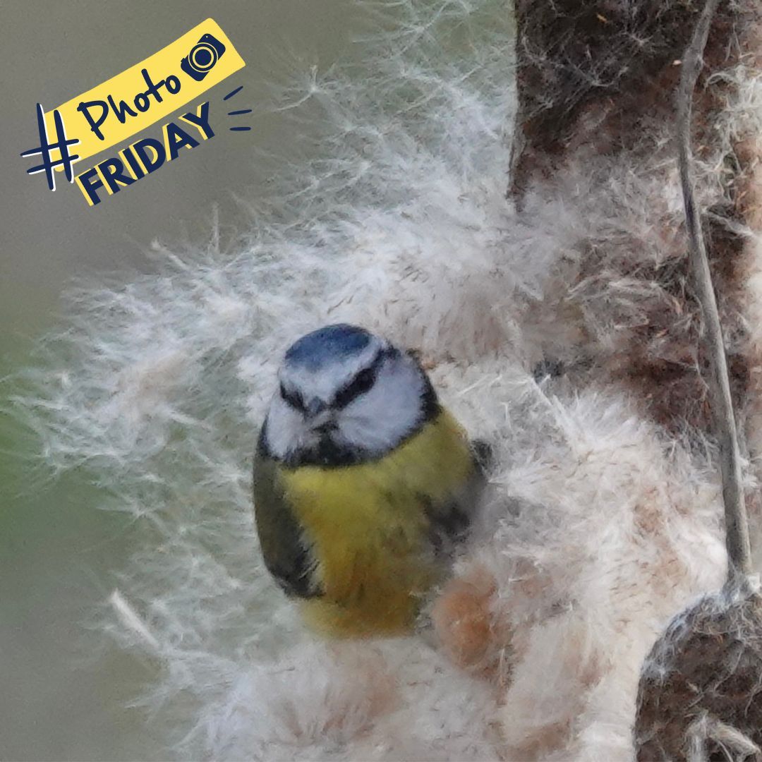 📸 It's that time again! Welcome to #PhotoFriday! 🎉

Today, we're thrilled to share this unusual and lovely image of a blue tit captured by Chris Cureton.

Thanks for sharing this.

#Photo #Friday #Birds #Photography