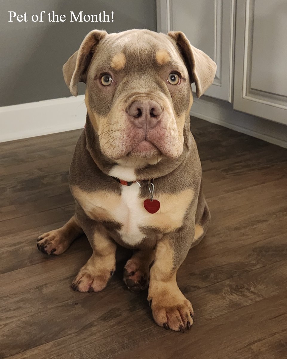 Pet of the Month:

Hi everyone, I'm Bruno! I'm 5 months old and I love to cuddle/sleep with my hoomans, play fetch with them if they throw my ball, rope or rubber chicken and I eat anything off the floor that the littles drop at meal time!

- Submitted by the Norring Family😊
