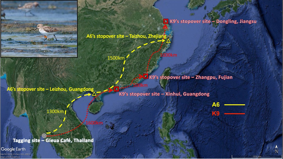 Two Spoon-billed Sandpipers tagged in Thailand last month safely reached Eastern China - they stopped at multiple coastal sites. Their journeys once again underscore the crucial role of interconnected coastal wetlands in conserving endangered species along Asian flyways. @SBS_TF