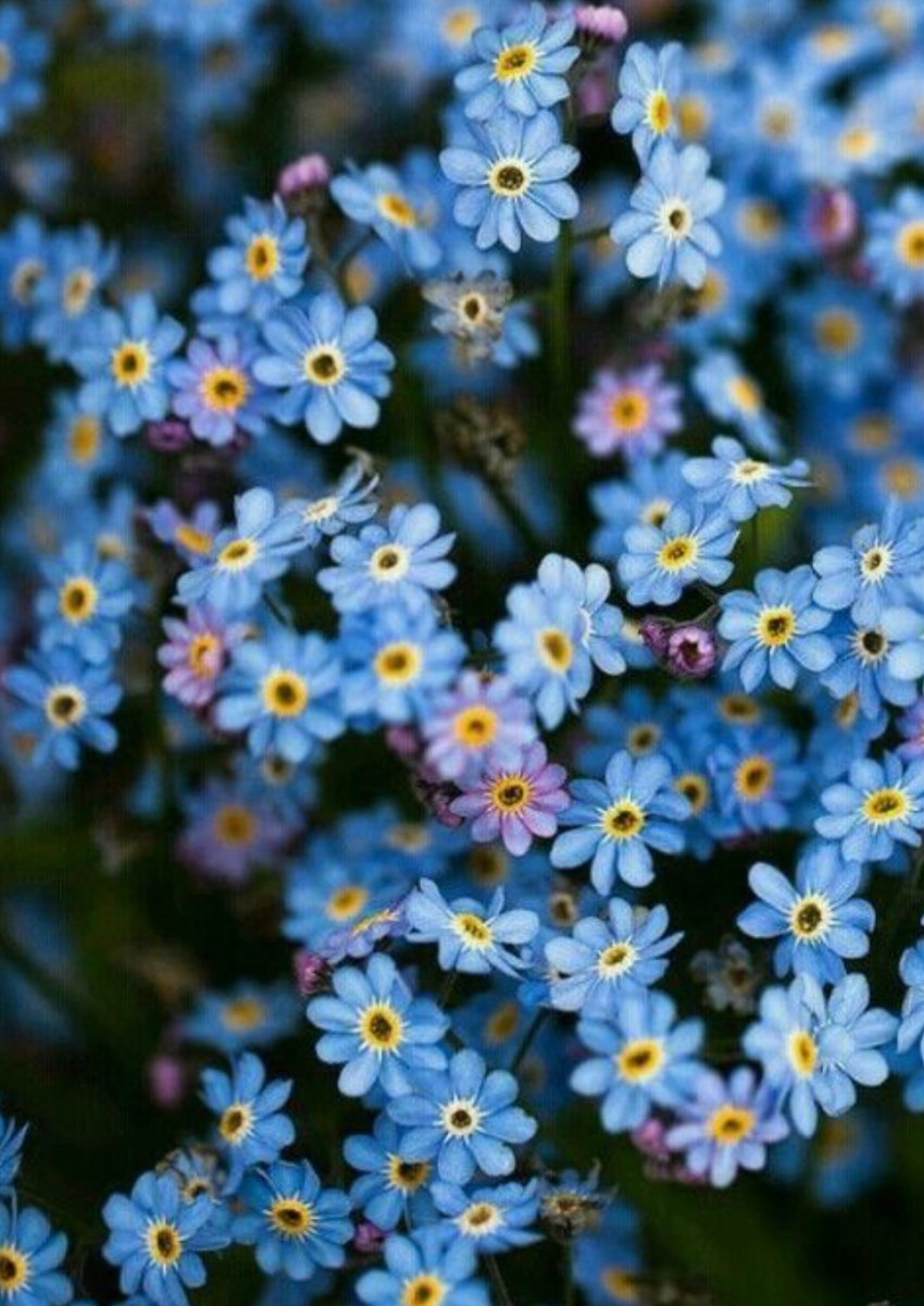 Forget-me-not 💙 
#FlowersOnFriday