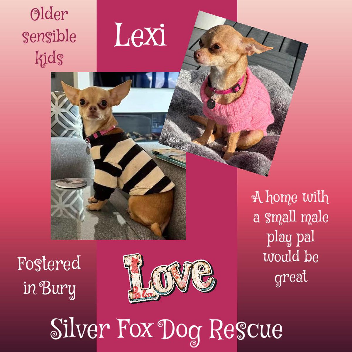 4yo Chihuahua LEXI is fostered in #Bury & looking hard for a family to call her very own. She is a small girl who has been known to have disagreements with some bitches, so is looking for a home with at least one other small size, male dog of a similar age, who also enjoys…