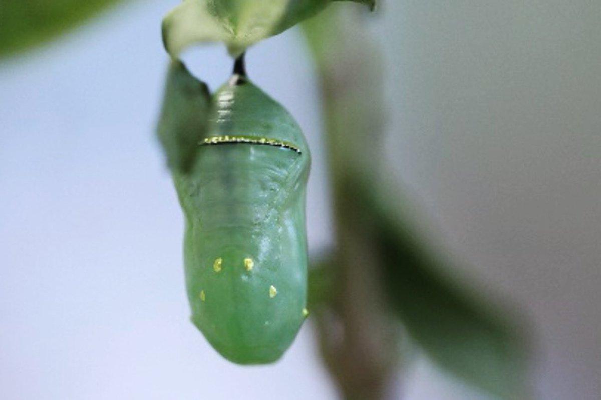 Soon, a Monarch Butterfly will emerge from this chrysalis. #UFIFASIRREC #MSc student Sheri Holmes takes data from the animal’s life journey for her research. @UFEntNem @MinteerLab @FreeMonarch @FFAN @MonarchButter14