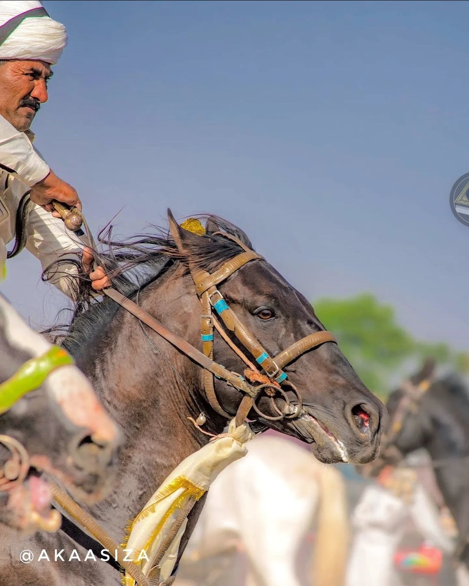 Pakistani beautiful horses.
#tentpegging #team #HorseRacing #HorseRacingTips #horsepower #horseriding #horselife #horsepainting #horseshoe #ilovemyhorse #horsemanship #horseracing #horsejumping