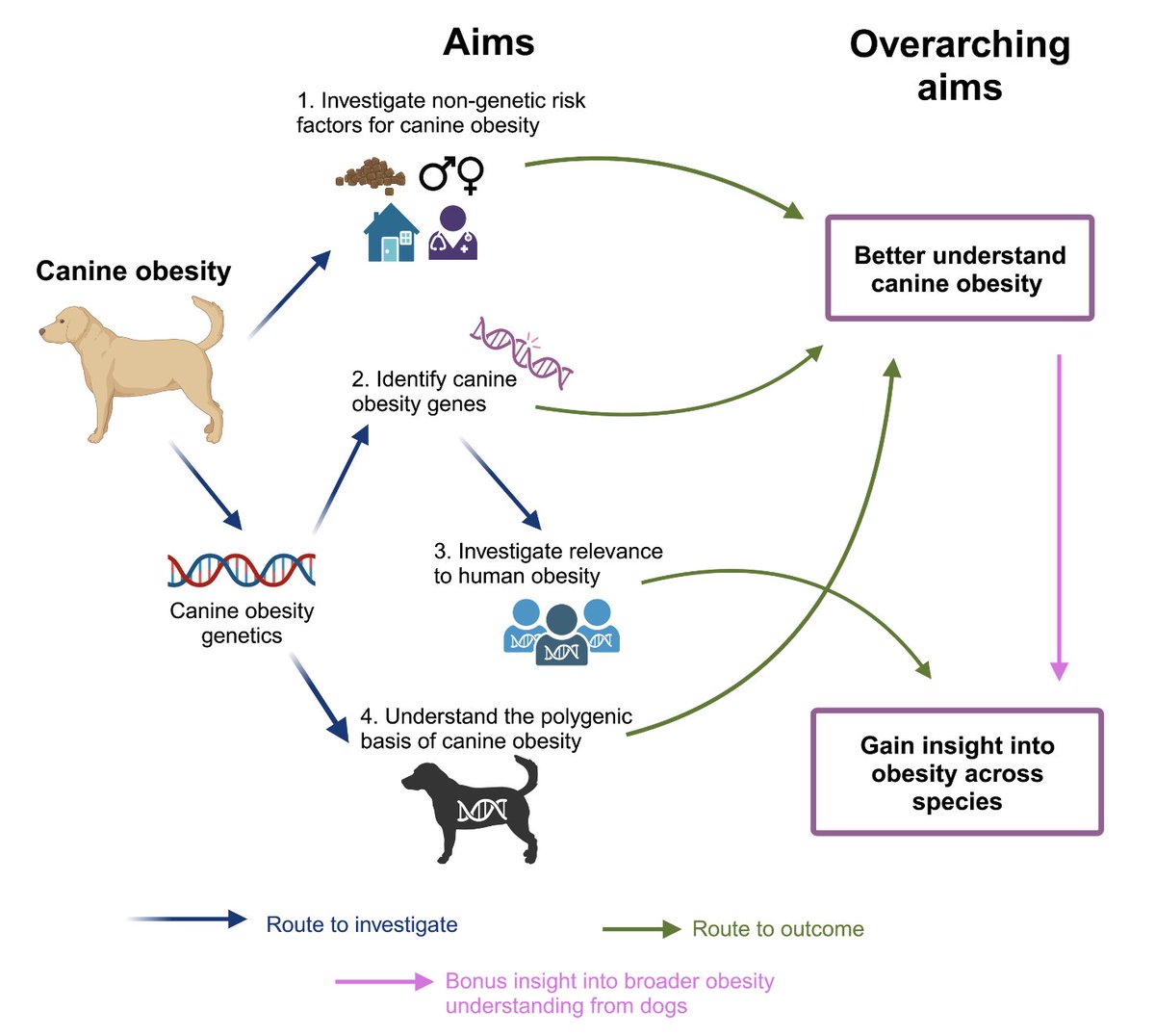 So happy to share my PhD thesis 'Understanding the Genetic Basis of Obesity: Lessons from Man’s Best Friend' 🐶. It is open access and you can download it here: doi.org/10.17863/CAM.1…. Let me know what you think and if you'd like to chat about it! 💡 #happyfriday #phdlife