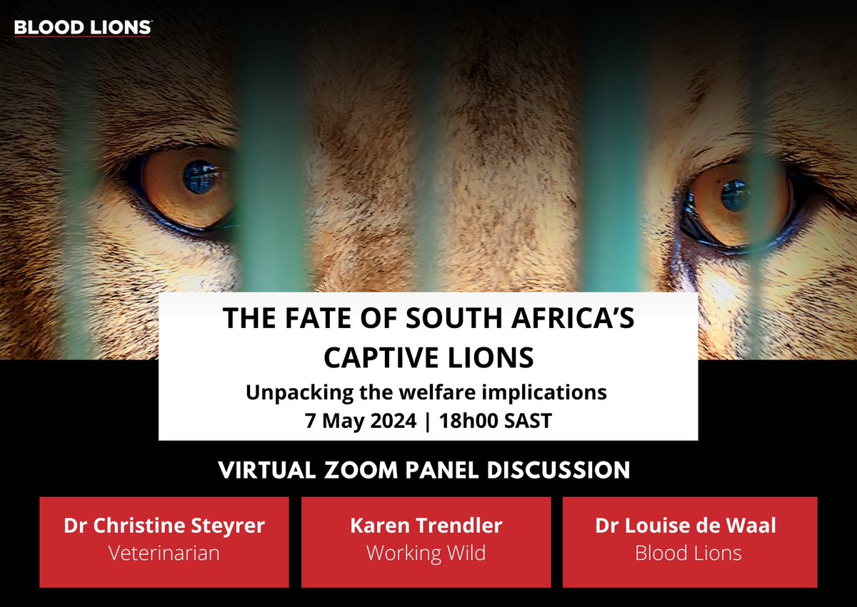 ONLINE WEBINAR – South Africa's intent to close the commercial captive lion industry is clear - but what does this mean for its current captive lions and in particular their welfare? DATE: 7 May 2024 TIME: 18h00 SAST REGISTER: us02web.zoom.us/meeting/regist…