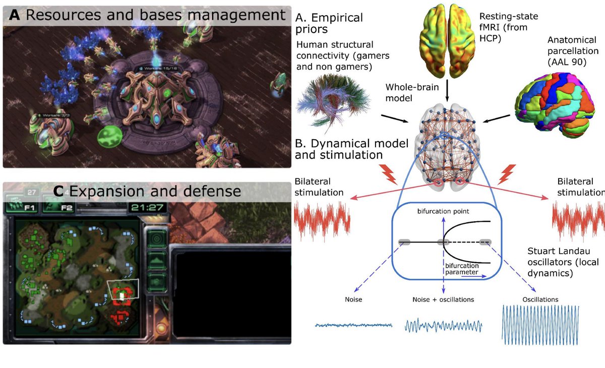 Gaming expertise of @StarCraft and brain plasticity with biophysical modeling. Our work by @carlosmig_12 shows mesoscale integration of attention, reasoning, and inference networks. In-silico stimulation suggest experts better filter noise from stimuli 👉doi.org/10.1016/j.neur…