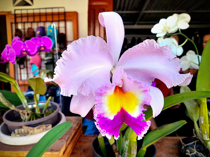 #3May Nuestra flor nacional y la ciencia para la vida Aunque se da formidablemente bien en su hábitat silvestre, la producción sistemática de orquídeas requiere de alta tecnología. ✍️Penélope Toro León / Fotos Wilfredo Machado 📰 lainventadera.com/2024/04/28/nue…