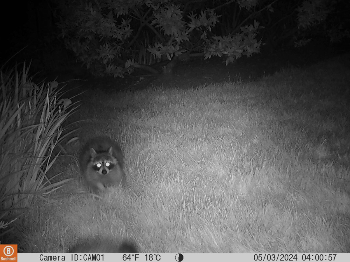 Our night visitors are back and so are the irises. #redfox #fox #urbanfox #raccoon #garden #trailcam #iris #irises #gardenflowers #bushnell @japantrailcam
