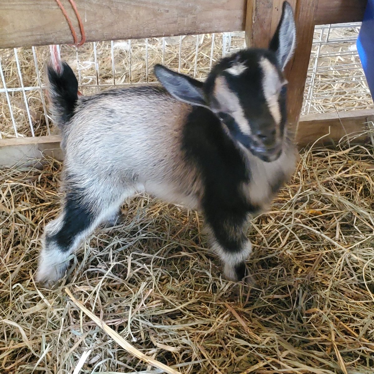 Some baby goats recently born on our farm. 
#goats #babygoats
