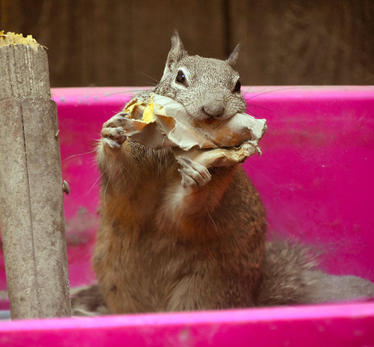 Today’s Daily Picture Theme is ‘Prize' A guy working here stopped after breaking a shovel, he put the shovel and cement bag in a pink bin on my front porch. A ground squirrel noticed + started taking mouthfuls of paper for her nest. California Ground Squirrel My front yard, CA