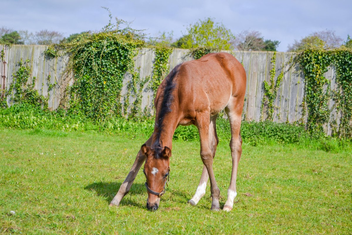 Happy #foalFriday!
This Too Darn Hot (@darleystallions) filly is a half sister to Royal Ascot Gr.2 Norfolk Stakes hero, THE RIDLER! 

#Goodgenes #NSfoaling #rpfoalgallery #twitterfoals #futurechampions #foalingseason24