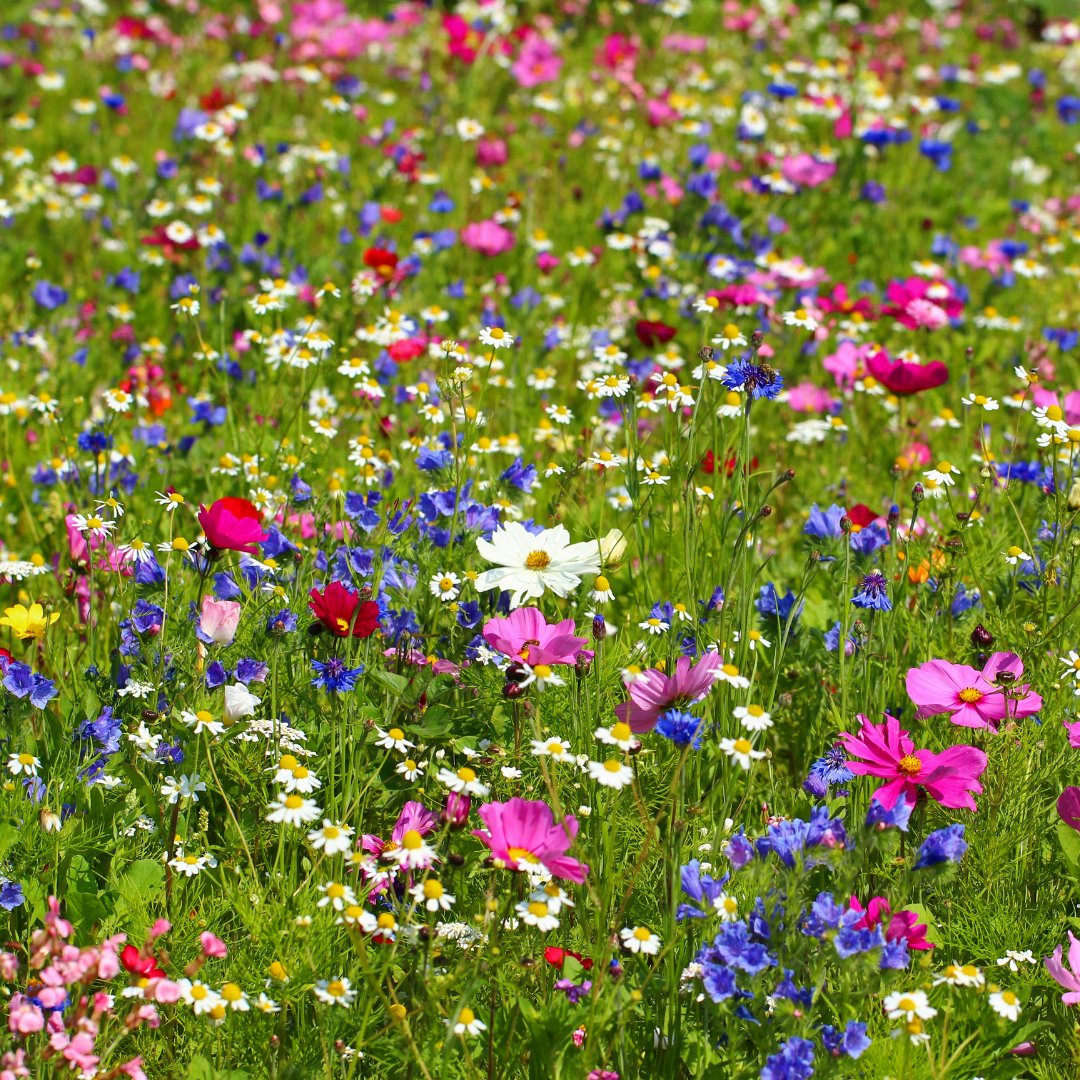 This week is #NationalGardeningWeek 🌻 Spending time outdoors in nature can be incredibly therapeutic. Our Seeds to Remember allow you to plant wildflower seeds to honour a loved one and create a beautiful living tribute in your garden: britishlivertrust.org.uk/seeds-to-remem…