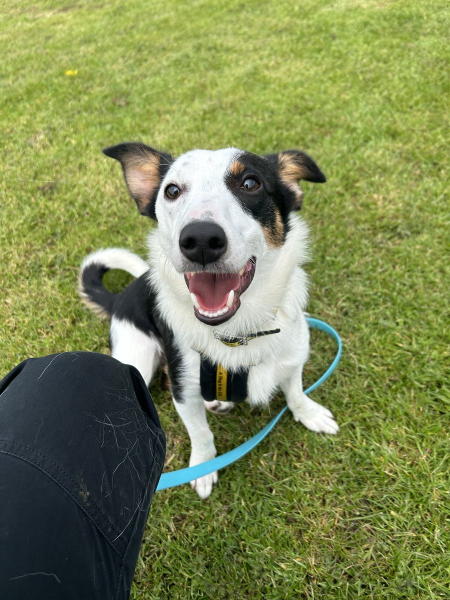 John before and after being told he's a good boy 💛
#GoodBoy  #Smile 

dogstrust.ie/rehoming/dogs/…