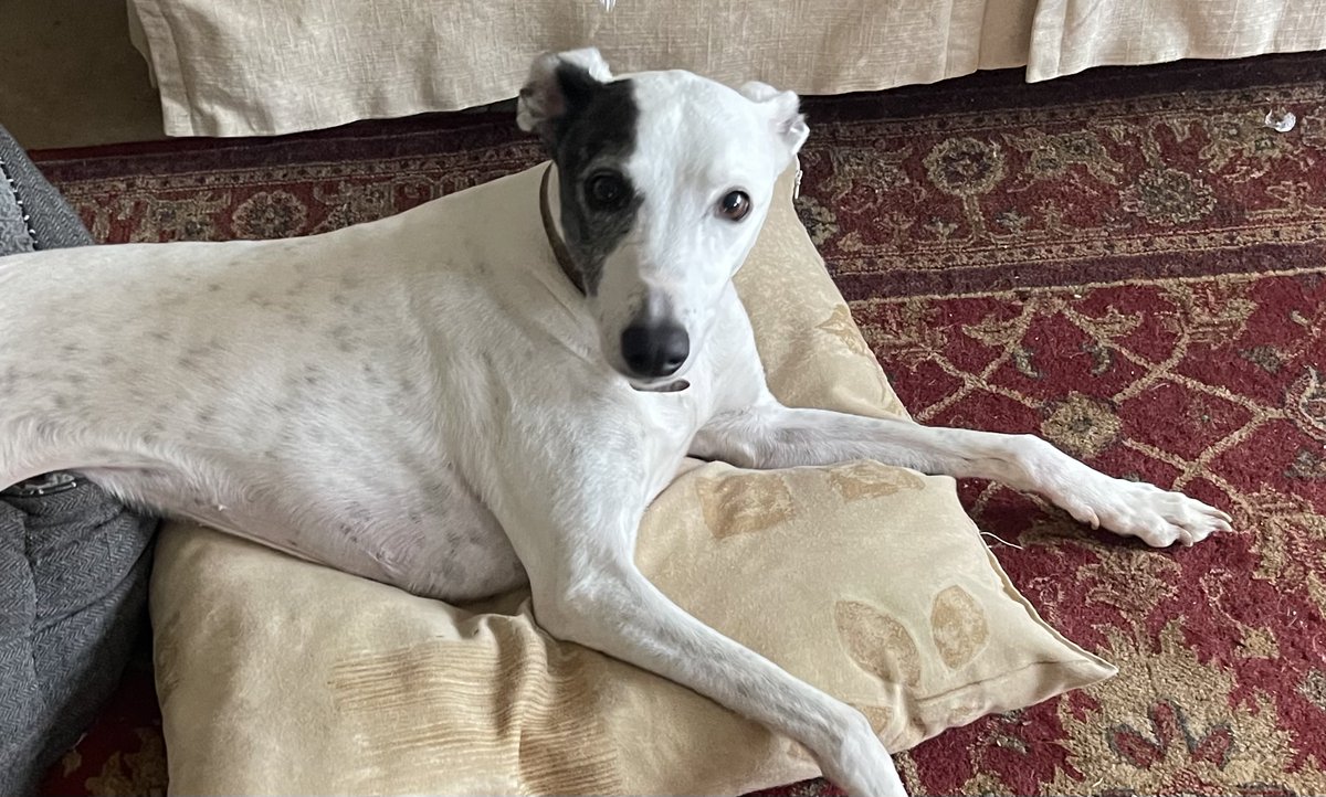 Roxy - JR Whippet Rescue can you please open your heart and your home for this lovely lady? She would love a forever home in your home. For more details please contact myself or the Rehoming Officer on the JR Whippet Rescue website 🙏🏻🙏🏻🙏🏻🐾🐾❤️❤️❤️