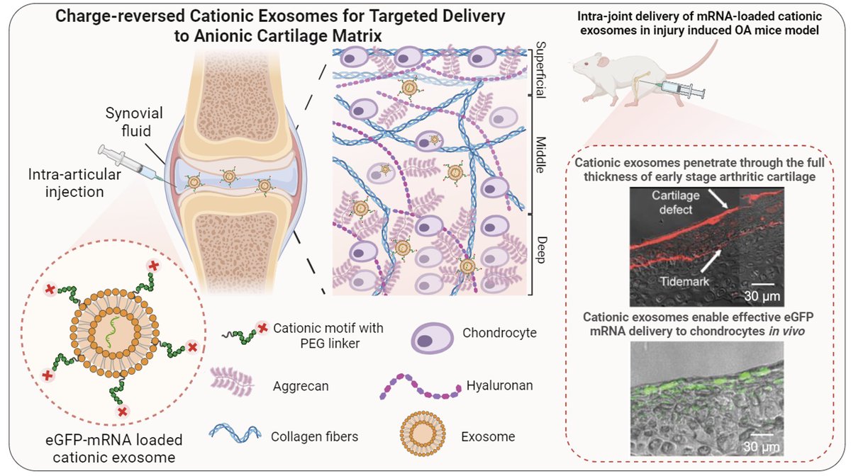 Excited to share our recently published work on synthesizing charge-reversed cationic exosomes which demonstrates superior transport, retention, and mRNA delivery to the deep layers of cartilage tissue. Open Access #SmallMethods. rb.gy/i1bbxm Cred
@ChenzhenZhang et al!