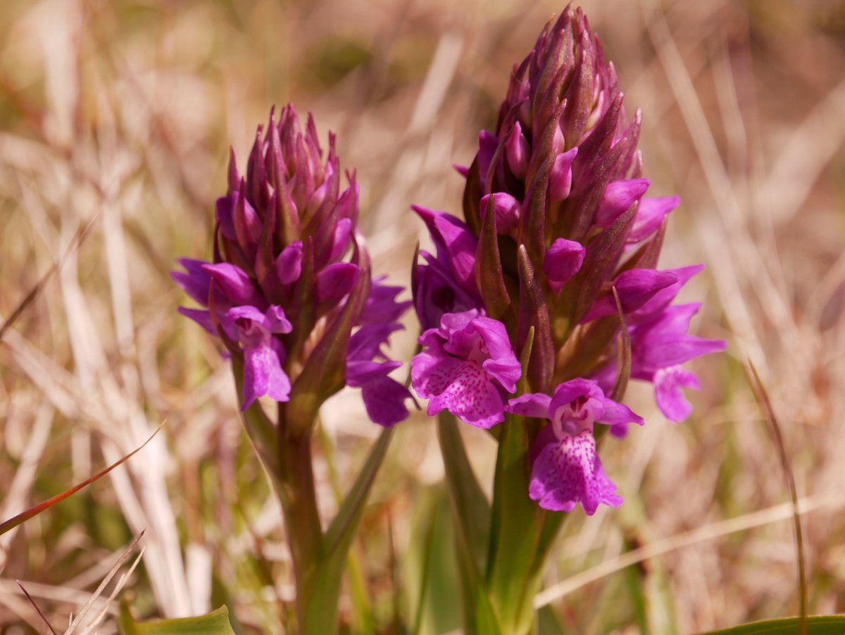 Tuesday 7th May @ 8pm BWI south Dublin Branch meeting in the Graduate bar Rochestown Ave. Talk given by committee member Shane Kerr on orchids More info @ southdublinbirds.com/events/events.……Please share @BirdsMatter_ie @BirdWatchIE @DttDes @dlrcc @BWIFingal @NatureRTE