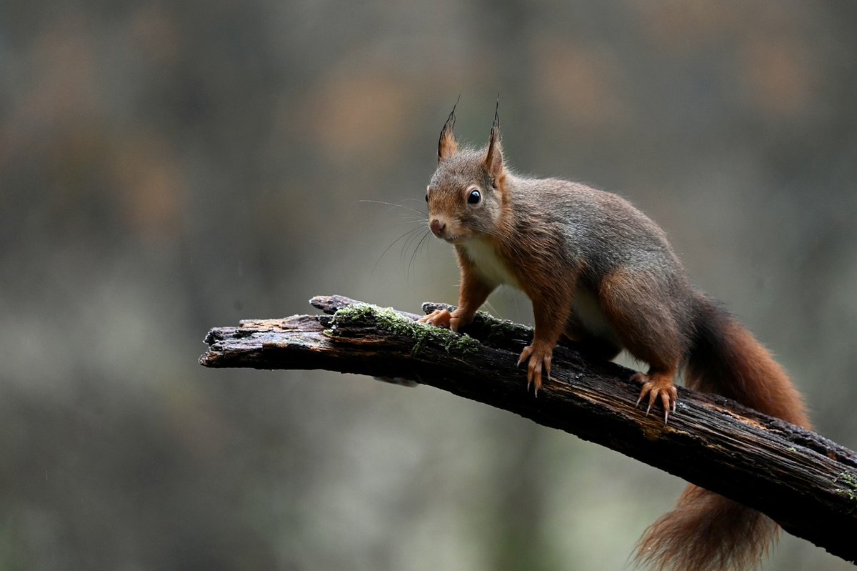 Von wegen niedliche Nager:
Forschende der Universität Basel und der Universität Zürich konnten nachweisen, dass britische Eichhörnchen bereits im Mittelalter Lepra-Erreger in sich trugen.
idw-online.de/de/news832910