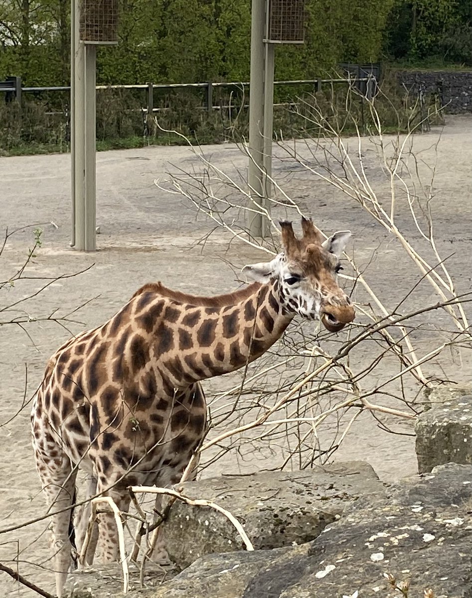 🐒🦁🐢Our TY students had a great day at the Discovery and Leaning <a href="/DublinZoo/">Dublin Zoo</a> taking part in workshops focused on Food Sustainability 🐢🦁🐒