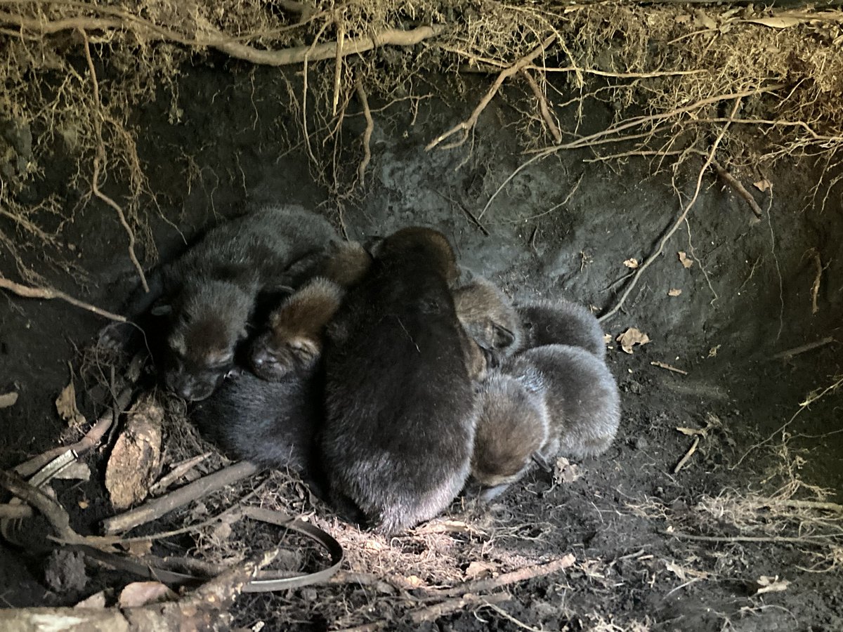 AMAZING NEWS from @redwolfrecovery + @USFWSSoutheast - 8 red wolf pups were born in the wild! bit.ly/3ybsEI8 With 17 red wolves known to remain in the wild, these pups are the future of their endangered species. Photo credit: USFWS, Red Wolf Recovery Program