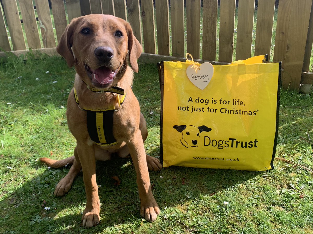 Ashley was all smiles this afternoon 🥰 she packed up her bags 💼 waved goodbye to her foster carers 👋🏻 and headed off to her forever home 😊🐾

#BigYellowBag
#AdoptDontShop
#ADogIsForLife

@dogstrust