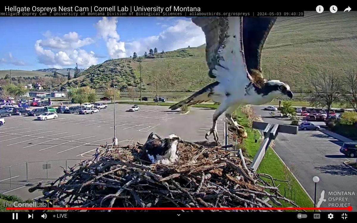 09:40 With a full crop, He brings in and leaves with the fish again. @HellgateOsprey #CHOW #Osprey #Montana #MontanaOsprey #raptors #birdcams #birds #Persistence
