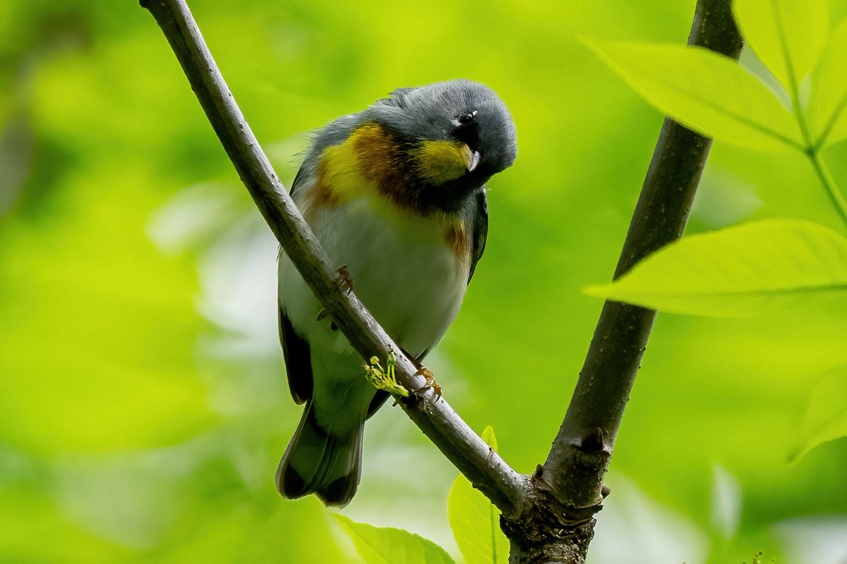 Northern Parula @CentralPark_NYC Friday walk with @DAllenNYC @BirdingBobNYC #birdcpp #BirdsSeenIn2024 #birding #BirdTwitter @inaturalist #BirdsofNYC @BirdCentralPark #BirdsOfTwitter #birdphotography #NewYorkCity #SonyA1 #springmigration #warbler