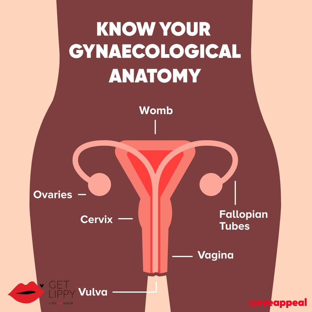 This #GetLippy let's start from the top, or the bottom as it were- the gynae anatomy. Because early diagnosis starts with knowing your body- the different parts, what they are called and what they do. So get to know yours. getlippy.org.uk