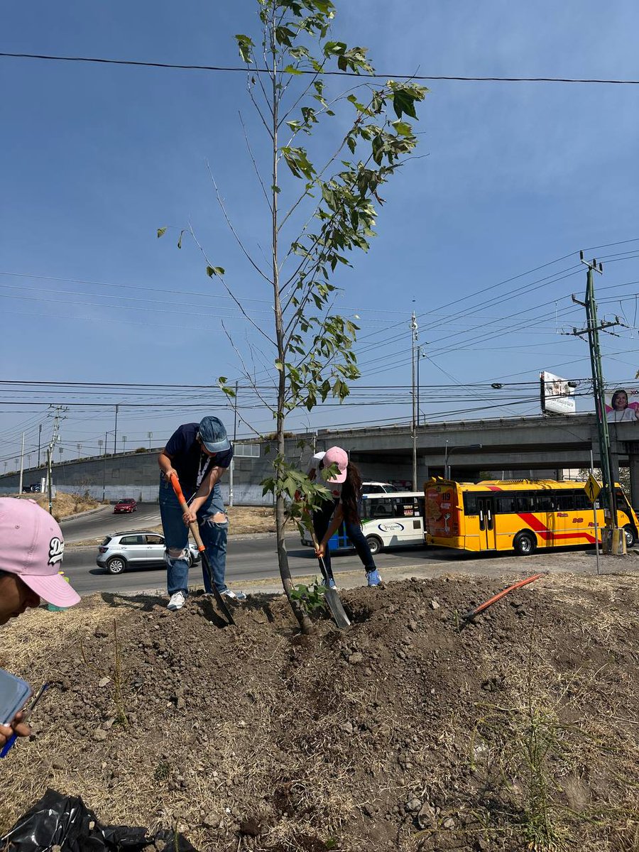AmbientePuebla's tweet image. #Informamos  Cuidando el Medio Ambiente, maestros y alumnos del IPETH  plantaron 60 🌳 árboles:  sicomoros, liquidambar y pata de vaca; para conservar  verde 💚 su escuela.
