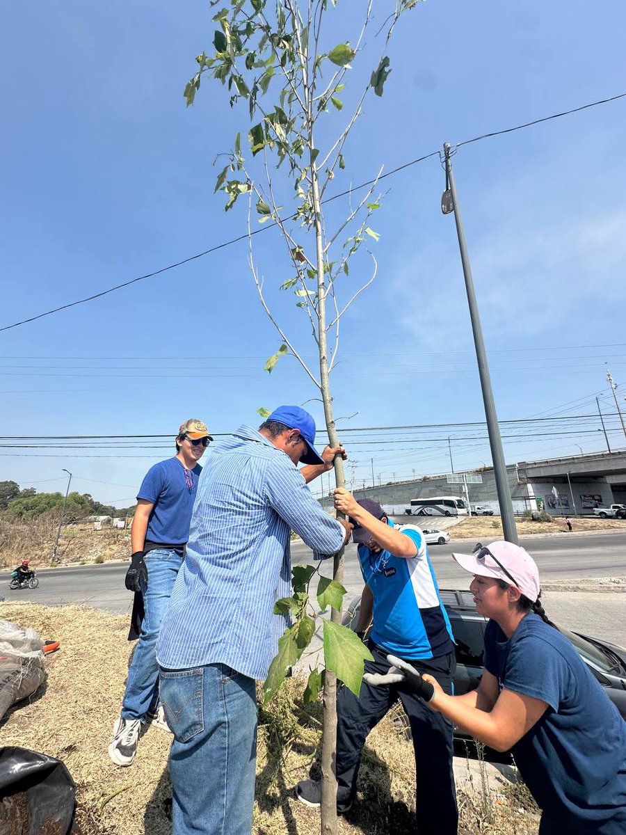 AmbientePuebla's tweet image. #Informamos  Cuidando el Medio Ambiente, maestros y alumnos del IPETH  plantaron 60 🌳 árboles:  sicomoros, liquidambar y pata de vaca; para conservar  verde 💚 su escuela.