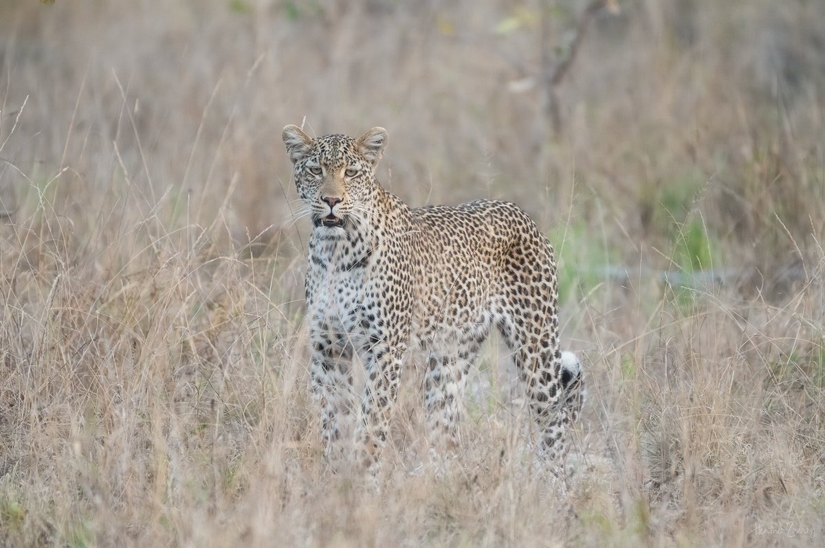 Happy leopard day! #Leopard #SouthAfrica