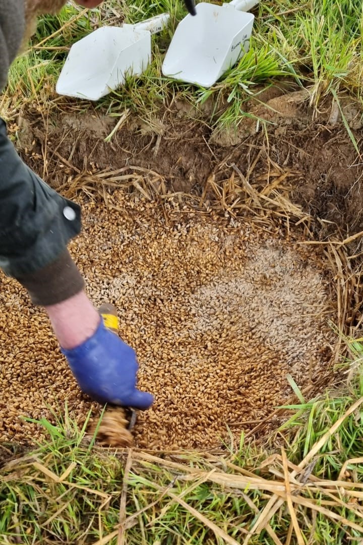 The FOODSEC team opened more experimental grain storage pits yesterday at Piltown, Co. Kilkenny, where we were joined by RTE's '10 Things to Know About' science programme. Our initial findings will be posted next week on ucd.ie/archaeology/re… @IrishResearch #LoveIrishResearch