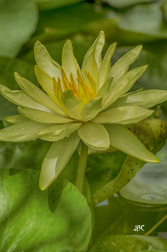 also, I have #Flowers from @SFConservatory for #FloralFriday

#JBCFlowers