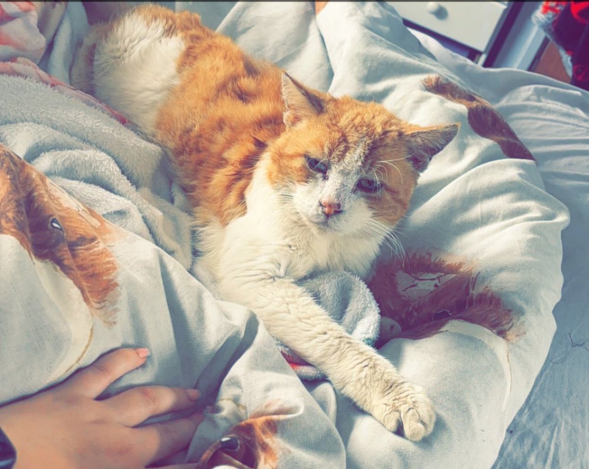 Fuzz has gone missing from his home in Standens Barn #Northampton NN3 he is ginger and White and is a Senior Kittizen at 20+ Years he's Neutered but sadly not microchipped if you have seen Fuzz or have any info. please contact 0344 700 3251 quoting S24-029 #jellybellyfriday