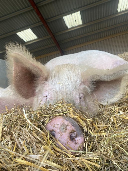 Pigoneer Pig Of The Day Buddy! Buddy enjoying an afternoon snooze without a care in the world. Just relaxing knowing he is safe and loved. Join the Pigoneers and help support Buddy and the other 98 rescue pigs @BTWsanctuary for as little as £2.50 a month⬇️ globalvegancrowdfunder.org/pigoneer-2000-…