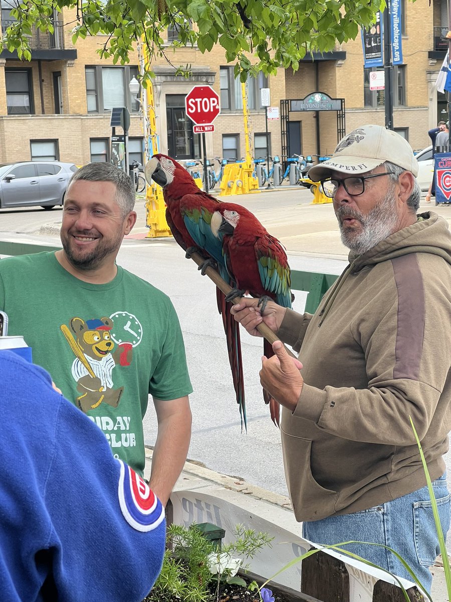 The only red birds welcome in Wrigleyville.