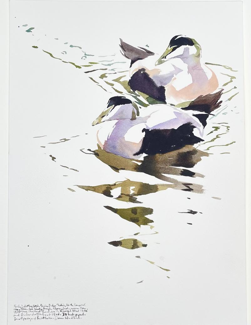 Eider drakes on the high tide, North Berwick this morning. Watercolour 360 x 260mm.

A wonderful morning with @pascalerentsch, spent on the coast here with a rare blast of warm hazy sun  bringing to the fore delicate subtle shadow and wonderful reflections 😁👍