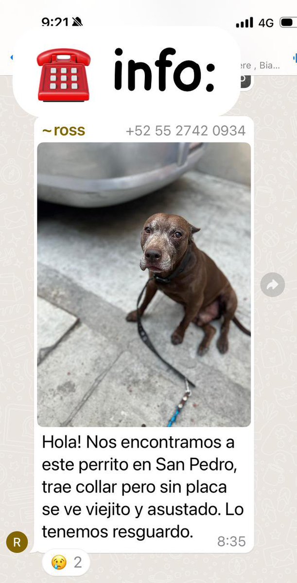 #ENCONTRADO en San Pedro de los Pinos, perro viejito con collar sin placa. Contacto al número del cartel. Por favor, compartan para que regrese a casa!