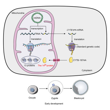 New! Online now: A novel protein CYTB-187AA encoded by the mitochondrial gene CYTB modulates mammalian early development dlvr.it/T6N3xh