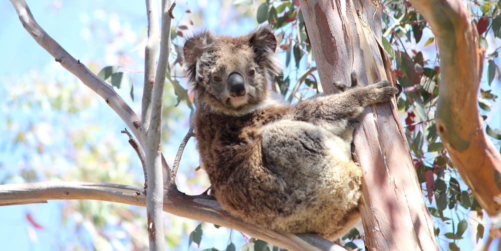 🐨 Happy Wild Koala Day! 🌿 Let's raise awareness and take action to protect these iconic Australian marsupials from threats like habitat loss and bushfires. Together, we can ensure a thriving future for our beloved koalas! #WildKoalaDay #Conservation 🌳🐨