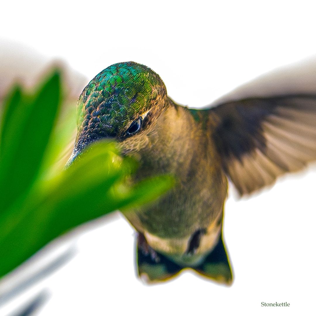 stonekettle Ruby working hard for dinner #hummingbird #hummingbirds #rubythroatedhummingbird #bird #birds #birdsofinstagram #wildlife #wildlifephotography #birdphotography #nikon #nikonusa #nikoncreators #nikonz9 #nikkor600mmf4 #nikonwildlife #nikonbirds