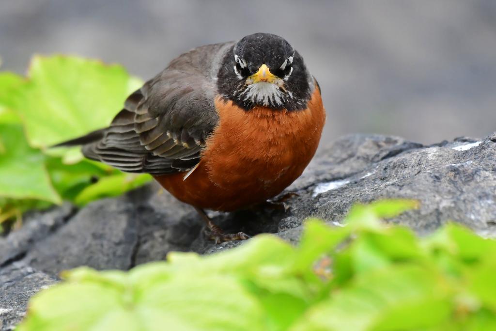 Signs of Spring are: 1)Beautiful blooms 2)Trees leafing out as the canopy buzzes with the arrival of migrants, and 3)American Robins beating the crap out of each other&other species of birds everywhere you go. Look at this guy, he's ready for battle! 😂