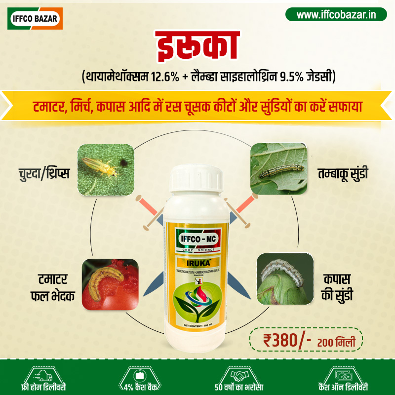 🏡घर बैठे पाएं मुफ्त डिलीवरी और साथ ही 4% कैशबैक। आज ही ऑर्डर करें।
☎ टोल फ्री नंबर: 1800 103 1967
📱 व्हाट्सएप चैटबॉट: 9311 908 908
💬व्हाट्सएप चैनल: https://bit.ly/3tP4kdp
👉इफको बाज़ार मोबाइल ऐप डाउनलोड करें
📲 गूगल प्ले स्टोर: https://bit.ly/3T4EBUW
📲 ऐप स्टोर: http://bit.ly/3VmW6kM
#FreeHomeDelivery 🏡 #IFFCOBAZAR #iruka #insecticide #CropCare #cropprotection