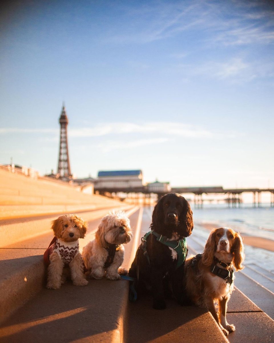 It's this time of year when some beach restrictions for dog owners come into force. Until 30 September, please only exercise your dogs on the following beaches: ⠀⠀⠀⠀⠀⠀⠀⠀⠀⠀⠀⠀ ⛱ Mirrorball/ Solaris Centre to Squires Gate ⛱ North Pier to Anchorsholme