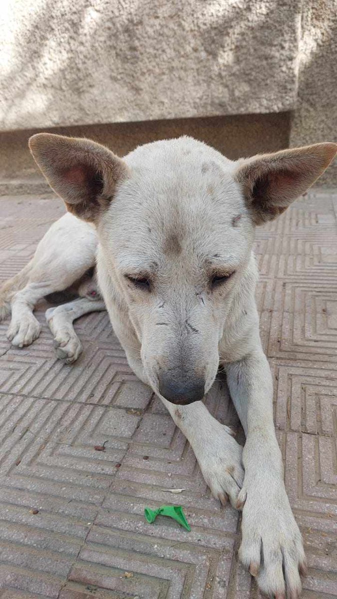 #HELP - #dogs at risk from poisoning #Egypt 
We need to get them moved to our #TNR programme immediately
Pls help we still need to raise £387!!

PAYPAL  info@miraclesmission.org 
REF TNR11

We MUST move quickly! 

#DogRescue #SaveLives #Urgent Pls #RT #StopTheKilling #StreetDogs