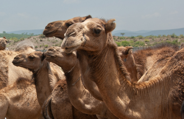 📖 What we're reading: 'Pastoralism and Climate in African Drylands,' a new #FeedtheFuture brief that looks at pastoralism as an adoption to uncertain and changing times, plus challenges & recommendations ow.ly/NGQa50Rrcah 

@FeinsteinIntCen 
@IIED