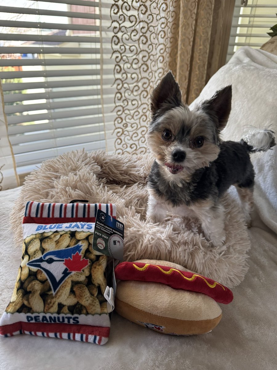 Gio. New toy alert from Harley’s parents ….Toronto Blue Jays swag 💙🥰🫶🏼🐾#bluejays ⚾️