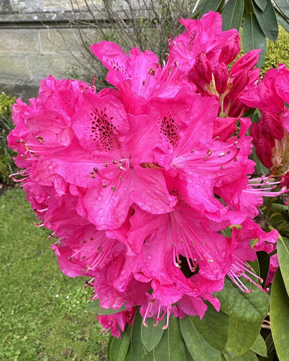 Get your shades on for this Rhododendron 😎What a pink! 🩷🌸#Flowers #Gardening #FlowerHunting