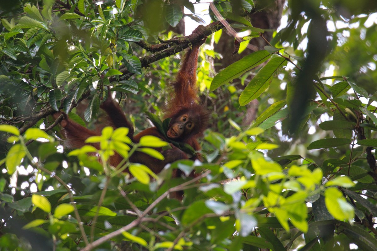 Un orangután bebé se balancea entre enredaderas en una selva tropical de Borneo. 📍 Isla de Borneo, Asia. 📸 Coral Keegan