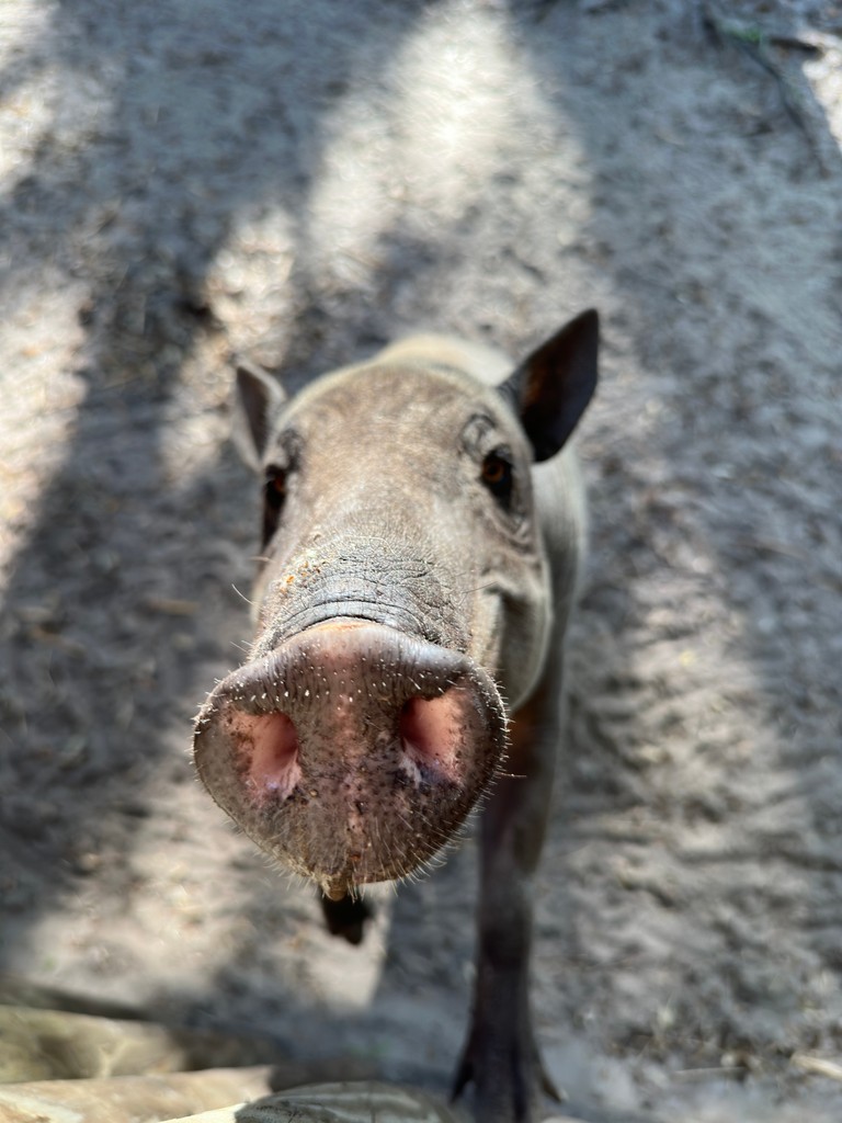 🛑Stop scrolling for a Myrtle sniff inspection. 

Did you pass? 🤨 Babirusas have an excellent sense of smell that helps them find mushrooms, bugs, and other food below the ground. 🪲

#ZooTampa #ZTSaves #UnlockTampaBay #Babirusa #FunFact