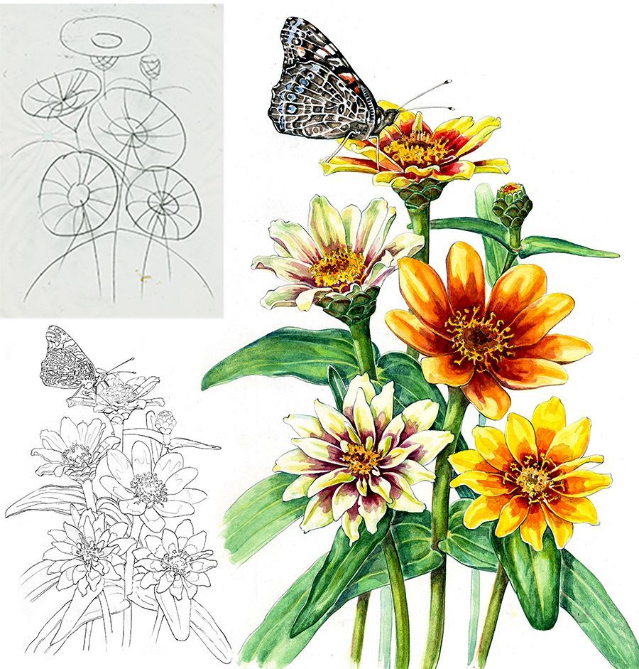 Learn composition in botanical illustration with GNSI member Marjorie Leggitt at the Denver Botanic Gardens! Wednesdays, May 15 - June 12, 1-4 pm catalog.botanicgardens.org/Selection.aspx… Fee: $315 DBG member, $375 non-member Prerequisites: None, but Pencil 1 is recommended